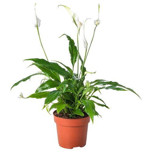 IKEA - SPATHIPHYLLUM, potted plant, white/green, 12 cm