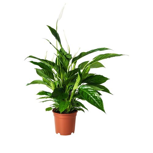 IKEA - SPATHIPHYLLUM, potted plant, white/green, 17 cm