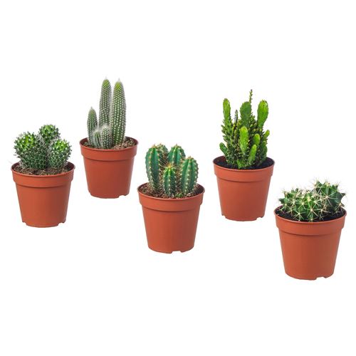 IKEA - CACTACEAE, potted plant, green, 12 cm