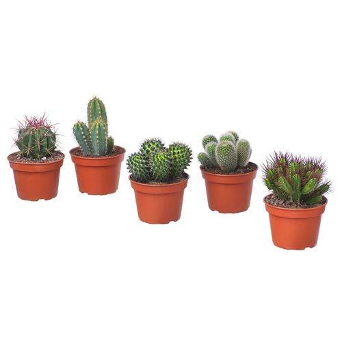 IKEA - CACTACEAE, potted plant, green, 15 cm