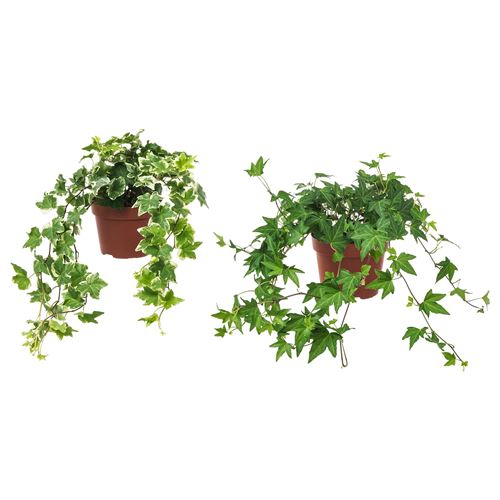 IKEA - HEDERA HELIX, canlı bitki, yeşil, 13 cm