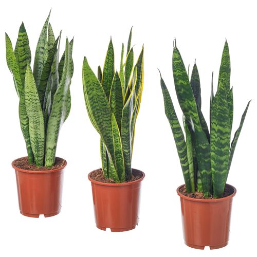 IKEA - SANSEVIERIA TRIFASCIATA	, canlı bitki, yeşil, 14 cm