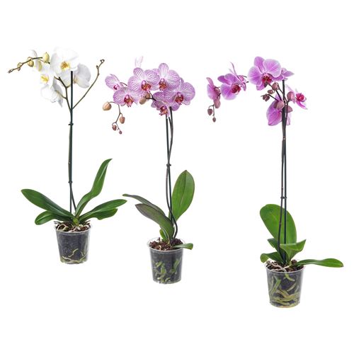 IKEA - PHALAENOPSIS, canlı bitki, yeşil, 12 cm