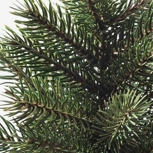 IKEA - VINTERFINT, artificial plant, christmas tree, 9 cm