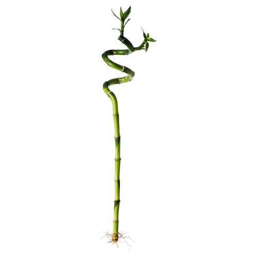 IKEA - DRACAENA, canlı bitki, yeşil, 45 cm