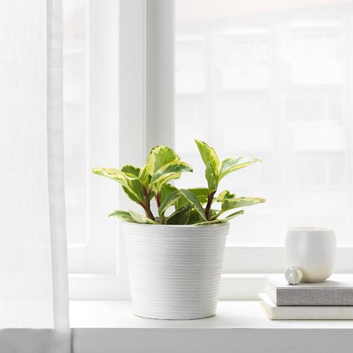 IKEA - PEKANNÖT, rattan plant pot, rattan, 12 cm