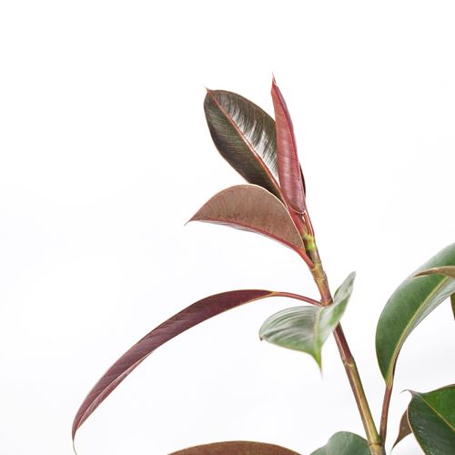 IKEA - FICUS ELASTICA, canlı bitki, yeşil, 21 cm