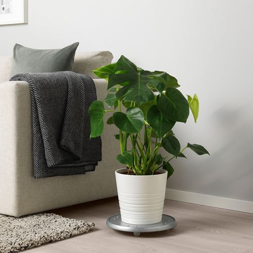 IKEA - MONSTERA, potted plant, green, 21 cm