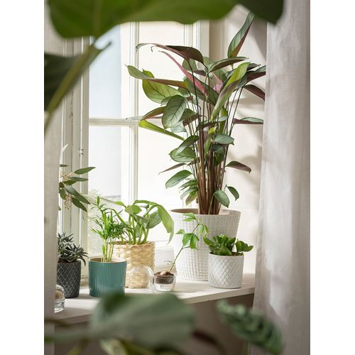 IKEA - CHAMAEDOREA ELEGANS, canlı bitki, yeşil, 9 cm