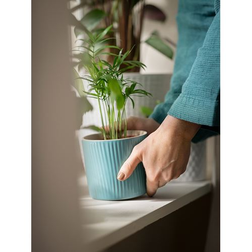 IKEA - CHAMAEDOREA ELEGANS, canlı bitki, yeşil, 9 cm