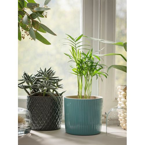 IKEA - CHAMAEDOREA ELEGANS, canlı bitki, yeşil, 9 cm