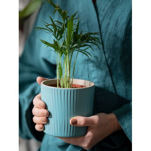 IKEA - CHAMAEDOREA ELEGANS, canlı bitki, yeşil, 9 cm