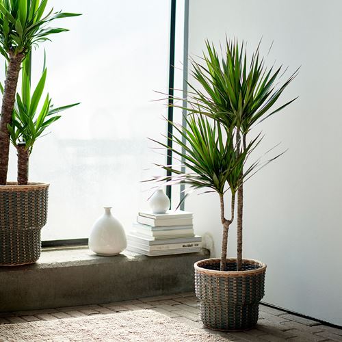 IKEA - DRACAENA MARGINATA, canlı bitki, yeşil, 19 cm