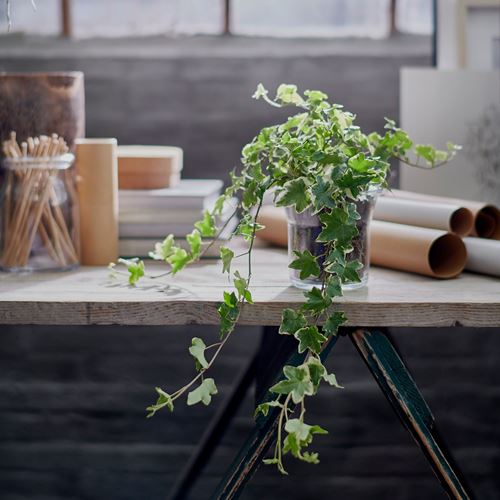 IKEA - HEDERA HELIX, canlı bitki, yeşil, 13 cm