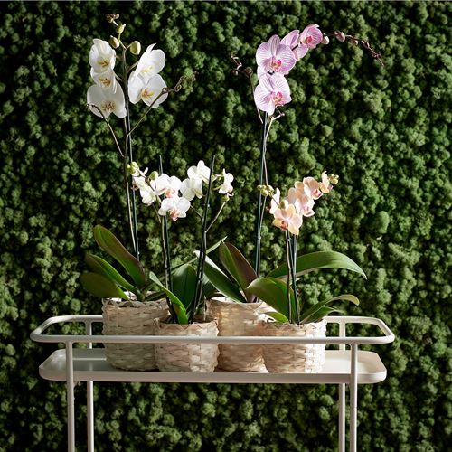IKEA - PHALAENOPSIS, canlı bitki, yeşil, 12 cm
