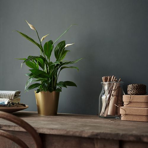 IKEA - SPATHIPHYLLUM, canlı bitki, beyaz-yeşil, 12 cm