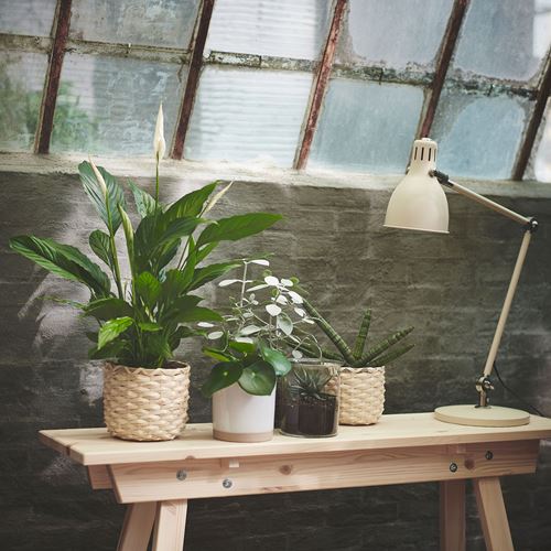 IKEA - SPATHIPHYLLUM, potted plant, white/green, 17 cm