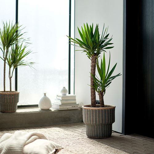 IKEA - YUCCA ELEPHANTIPES, potted plant, green, 24 cm