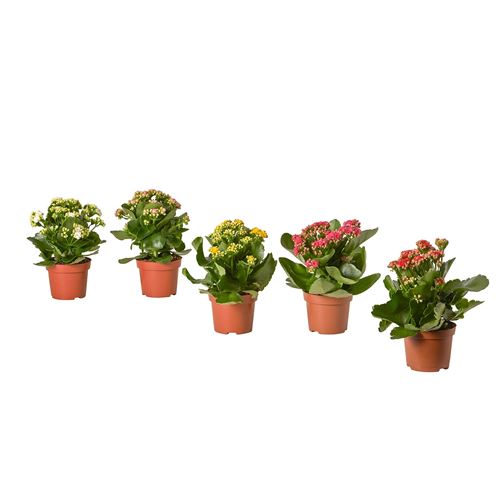 IKEA - KALANCHOE, canlı bitki, çok renkli, 10.5 cm
