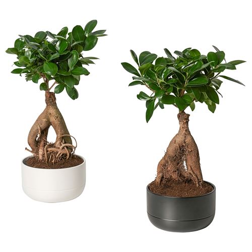 IKEA - FICUS, canlı bitki, çeşitli renkler, 14 cm