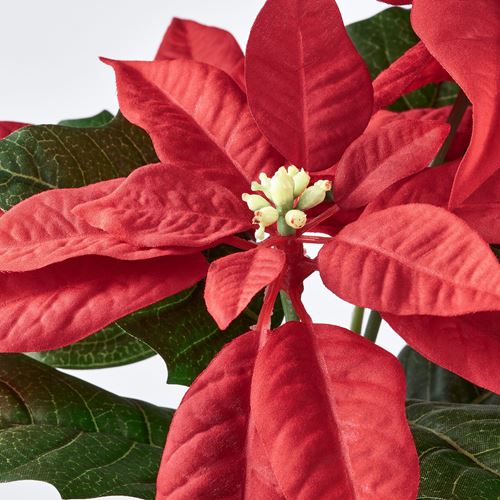 IKEA - VINTERFINT, artificial plant, red, 12 cm