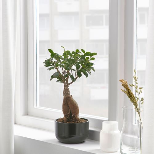 IKEA - FICUS, canlı bitki, çeşitli renkler, 14 cm