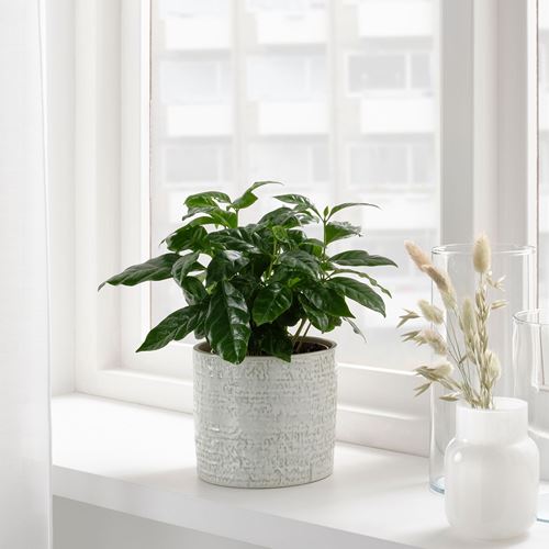 IKEA - CHIAFRÖN, stoneware plant pot, white, 12 cm