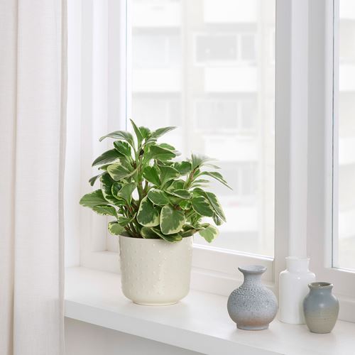 IKEA - SESAMFRÖN, stoneware plant pot, off white, 12 cm