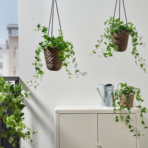 IKEA - DRUVFLADER, hanging planter, water hyacinth, 14 cm