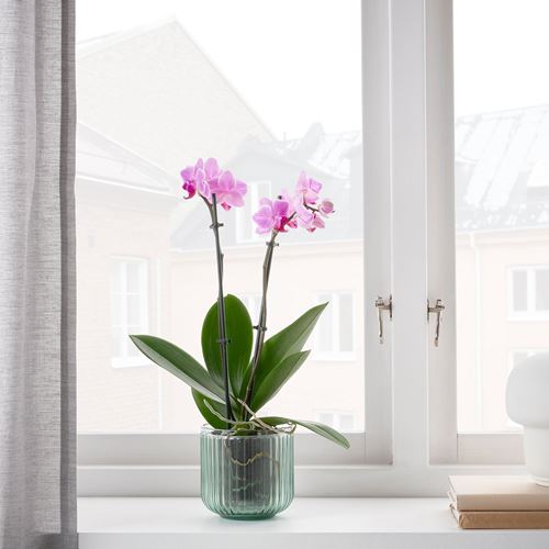 IKEA - GRADVIS, cam saksı, yeşil, 9 cm