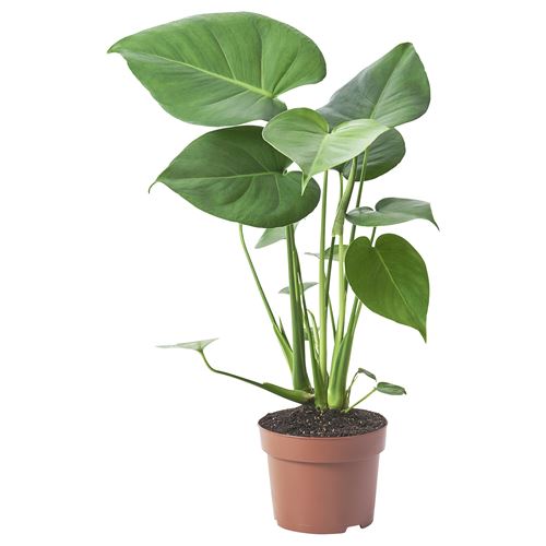 IKEA - MONSTERA, canlı bitki, yeşil, 12 cm