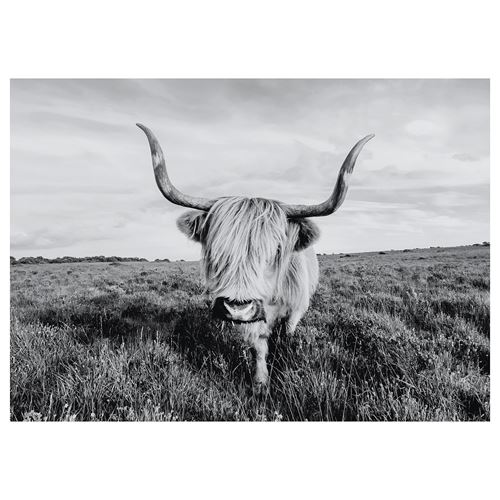 IKEA - BJÖRKSTA, picture, curious cow, 140x100 cm