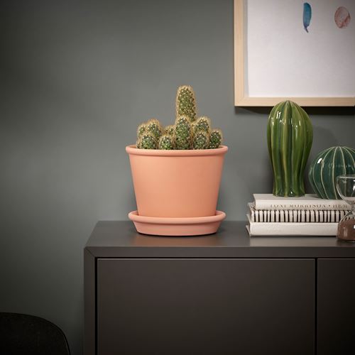 IKEA - CACTACEAE, potted plant, green, 15 cm