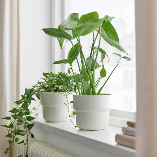 IKEA - MONSTERA, canlı bitki, yeşil, 12 cm