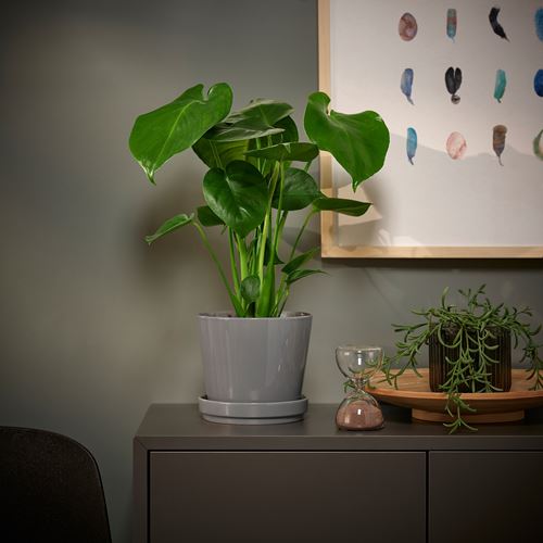 IKEA - MONSTERA, canlı bitki, yeşil, 12 cm
