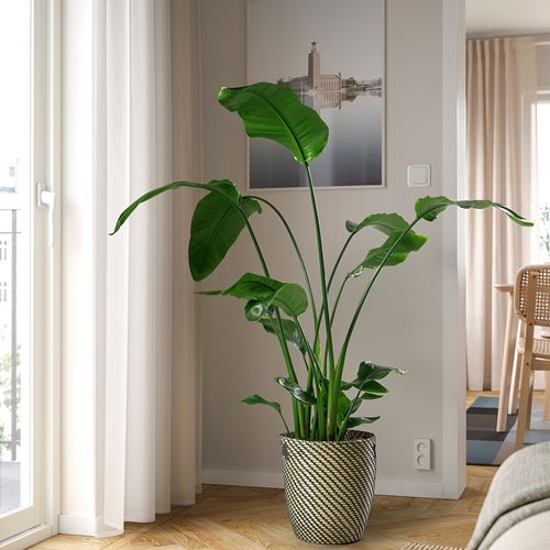IKEA - STRELITZIA, canlı bitki, yeşil, 27 cm