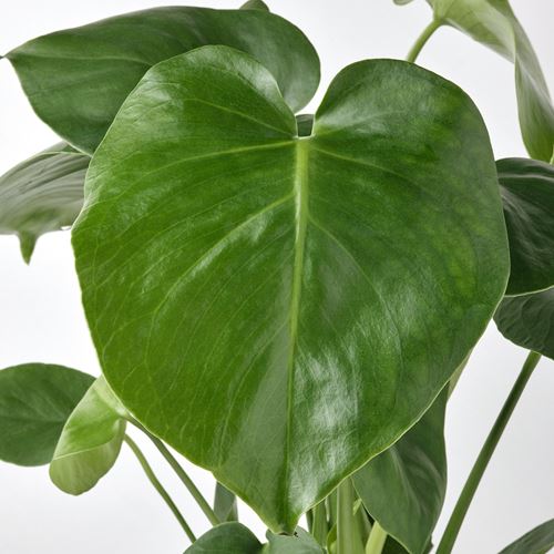 IKEA - MONSTERA, canlı bitki, yeşil, 12 cm