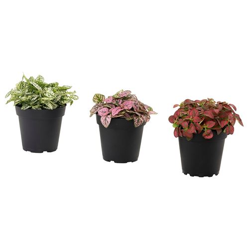 IKEA - HYPOESTES, canlı bitki, yeşil, 8.5 cm