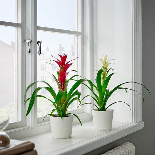 IKEA - GUZMANIA, canlı bitki, yeşil, 12 cm