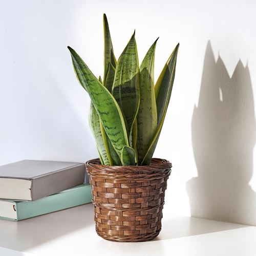 IKEA - KLIBBAL, bamboo plant pot, brown, 9 cm