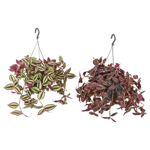 IKEA - TRADESCANTIA, canlı bitki, yeşil, 16 cm