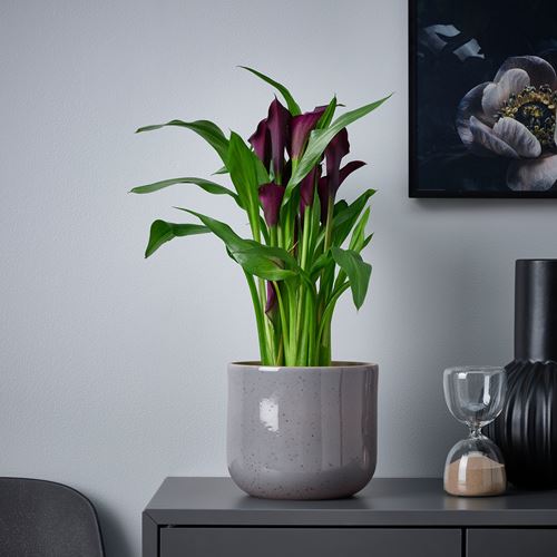 IKEA - BUSKKAPRIFOL, seramik saksı, gri-mavi, 15 cm