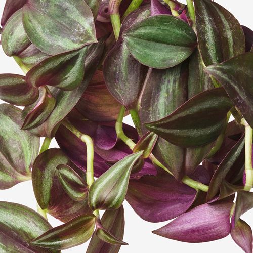 IKEA - TRADESCANTIA, canlı bitki, yeşil, 16 cm