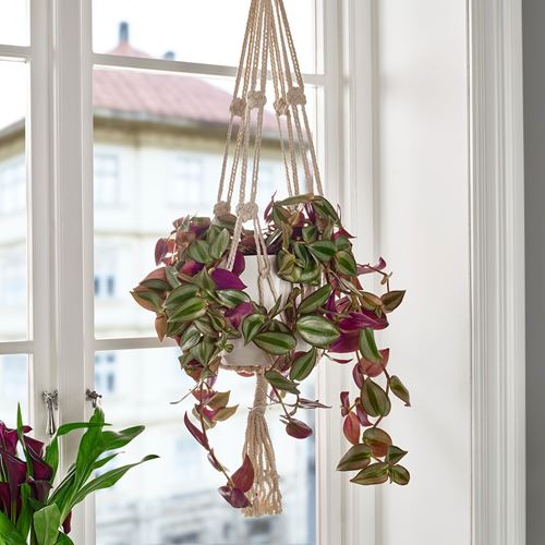 IKEA - TRADESCANTIA, canlı bitki, yeşil, 16 cm