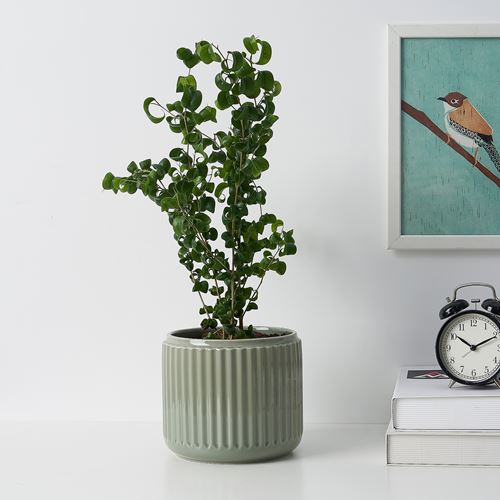IKEA - STILREN, stoneware plant pot, dark turquoise, 15 cm
