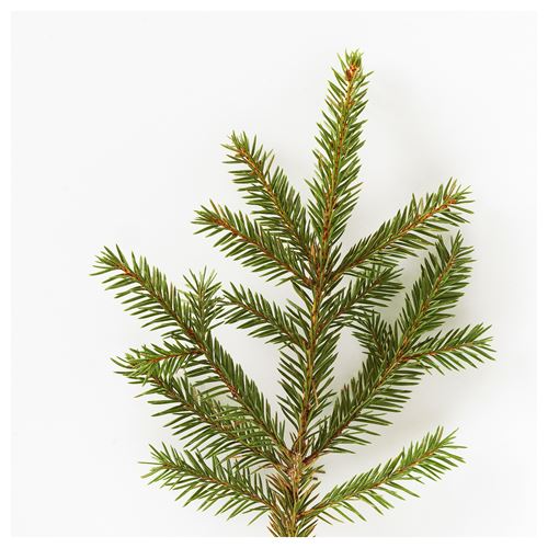 IKEA - VINTERFINT, bardakta kokulu mum, yeşil, 12 saat