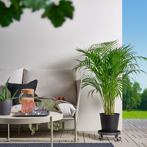 IKEA - OLIVBLAD, tekerlekli saksı altı, koyu gri, 32 cm