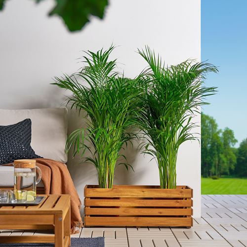 IKEA - STJARNANIS, çiçeklik, akasya, 75x27 cm