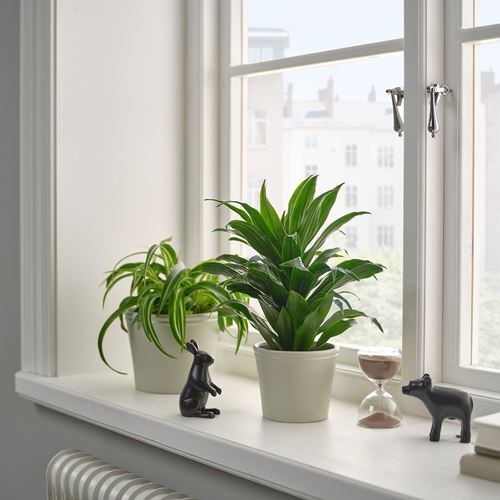 IKEA - KÖRSBARSBJÖRK, toprak saksı, açık gri-bej, 9 cm