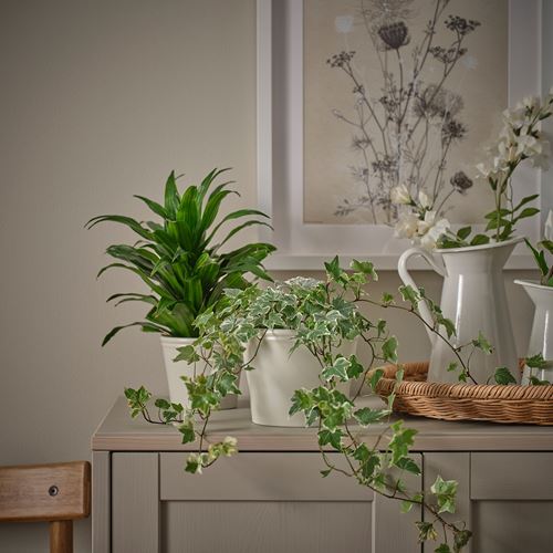 IKEA - KÖRSBARSBJÖRK, earthenware plant pot, light grey/beige, 12 cm